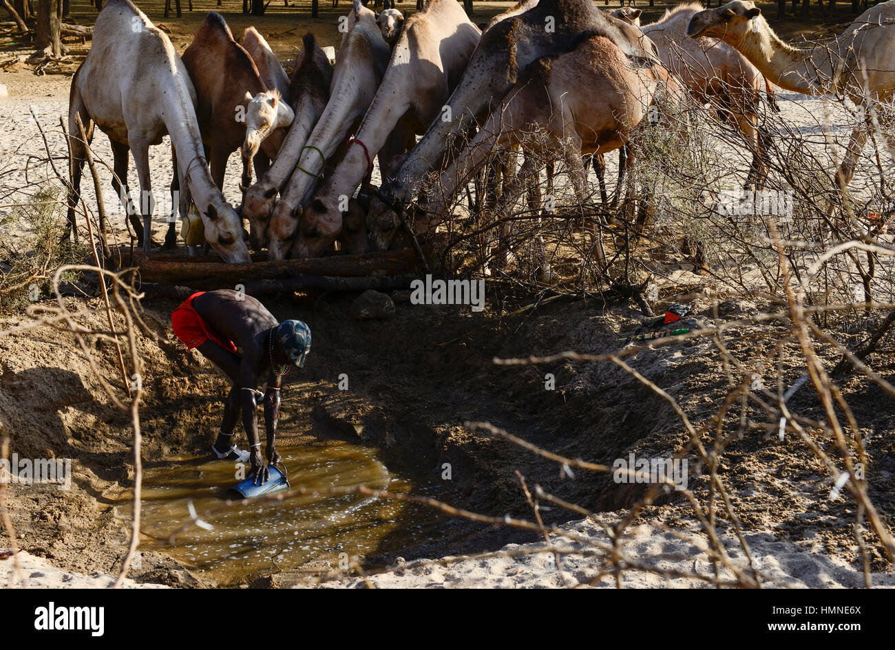 KENYA Marsabit, Samburu pastoral tribe, Samburu village Ngurunit, camels get water from water hole fenced with thorn shrub in dry river bed of river Ngurunit / KENIA, Marsabit, Samburu Dorf Ngurunit, Kamele an einer Traenke im trockenen Flussbett des Flusses Ngurunit Stock Photo