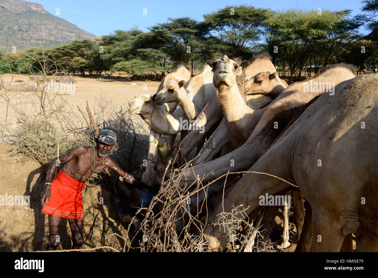 KENYA Marsabit, Samburu pastoral tribe, Samburu village Ngurunit, camels get water from water hole fenced with thorn shrub in dry river bed of river Ngurunit / KENIA, Marsabit, Samburu Dorf Ngurunit, Kamele an einer Traenke im trockenen Flussbett des Flusses Ngurunit Stock Photo