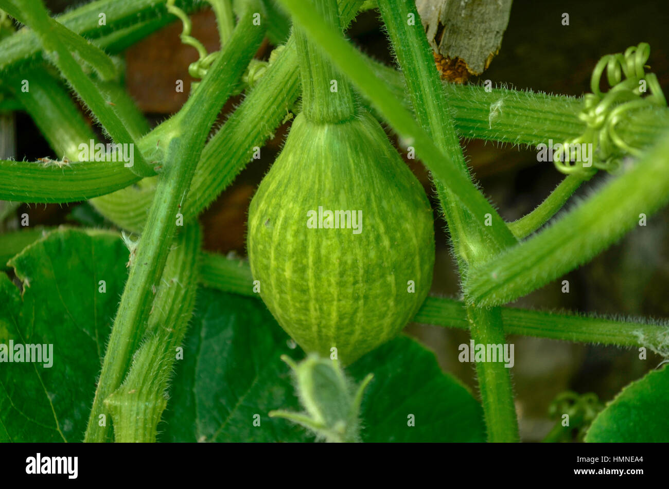 Green Pumpkin - organic farming Stock Photo