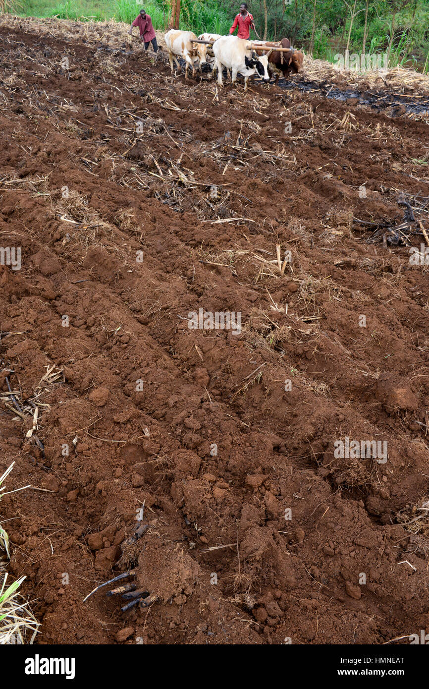 KENYA, County Bungoma, village Sikimbilo, farmer plow soil with cattle / Bauern pfluegen mit Ochsen, um Ersosion zu vermeiden, muessen die Furchen laengs des Hangs gepfluegt werden Stock Photo