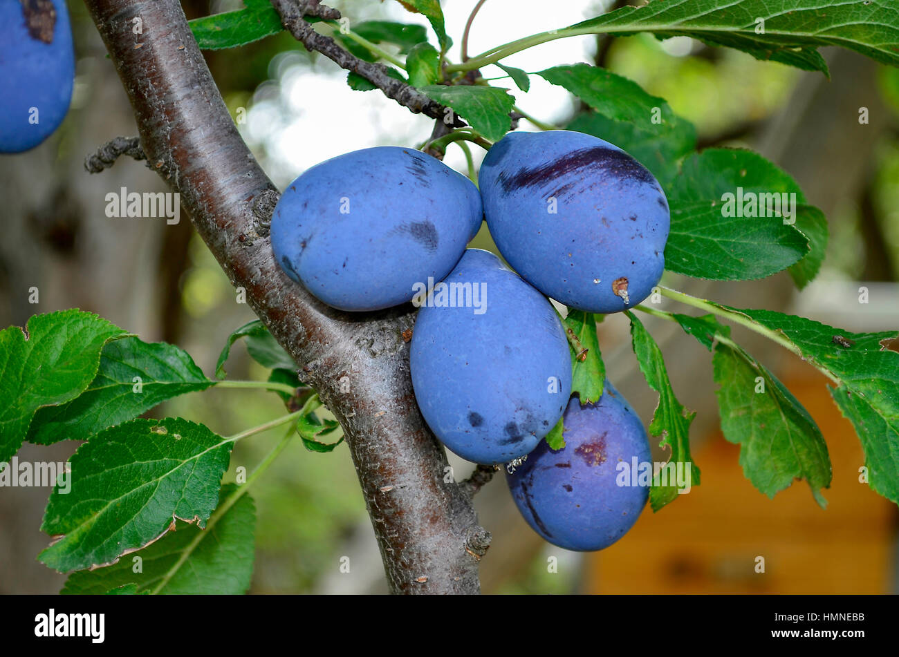 Plums on tree Black plums on tree Stock Photo Alamy
