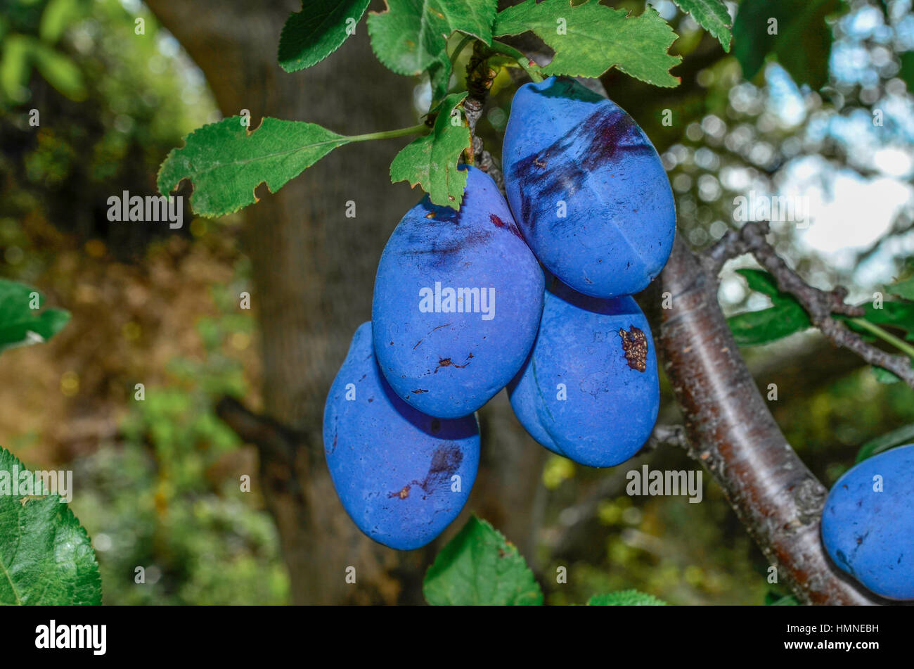 Plum varieties hires stock photography and images Alamy