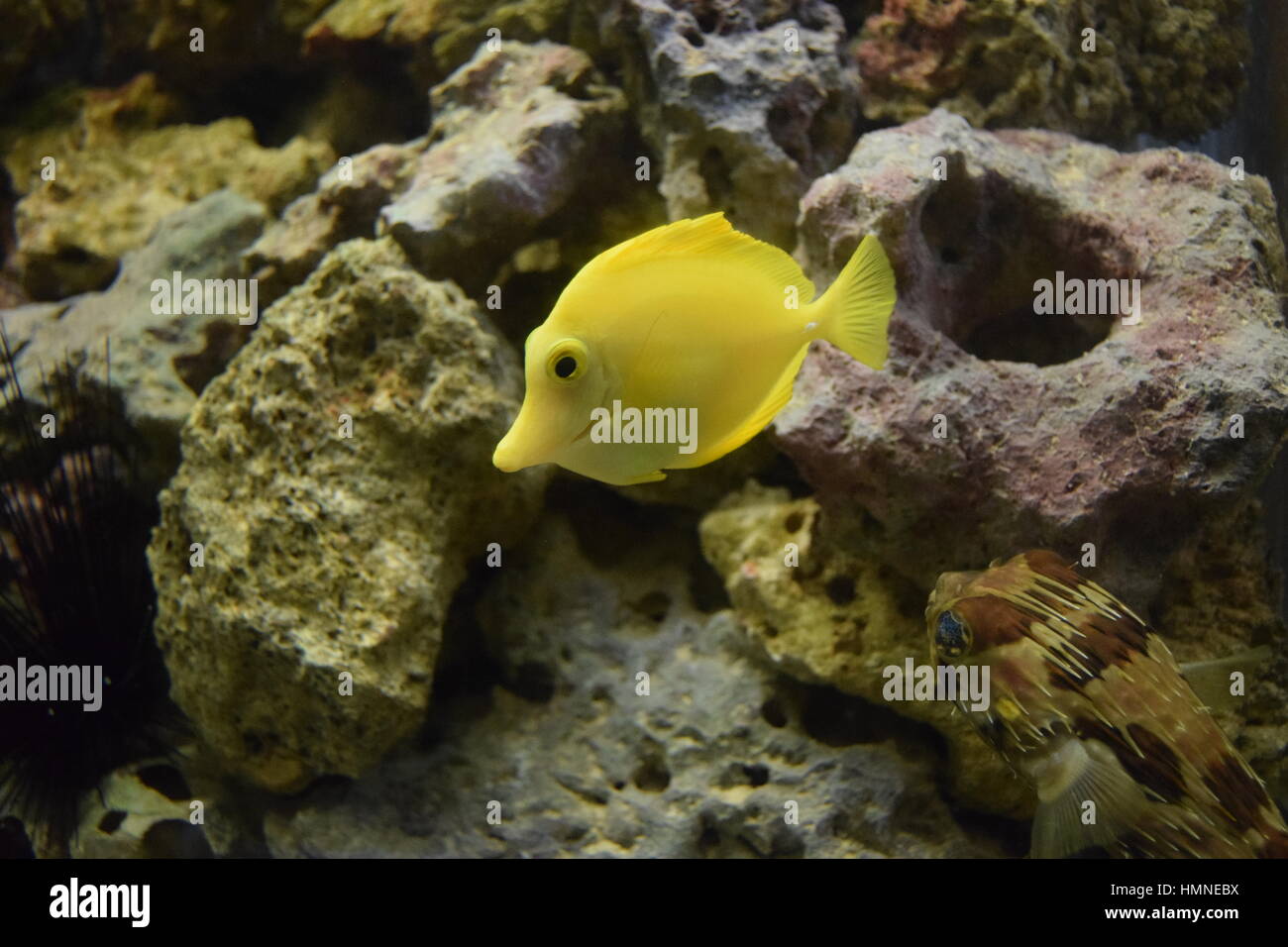 Aquarium fish Yellow Tang Stock Photo Alamy
