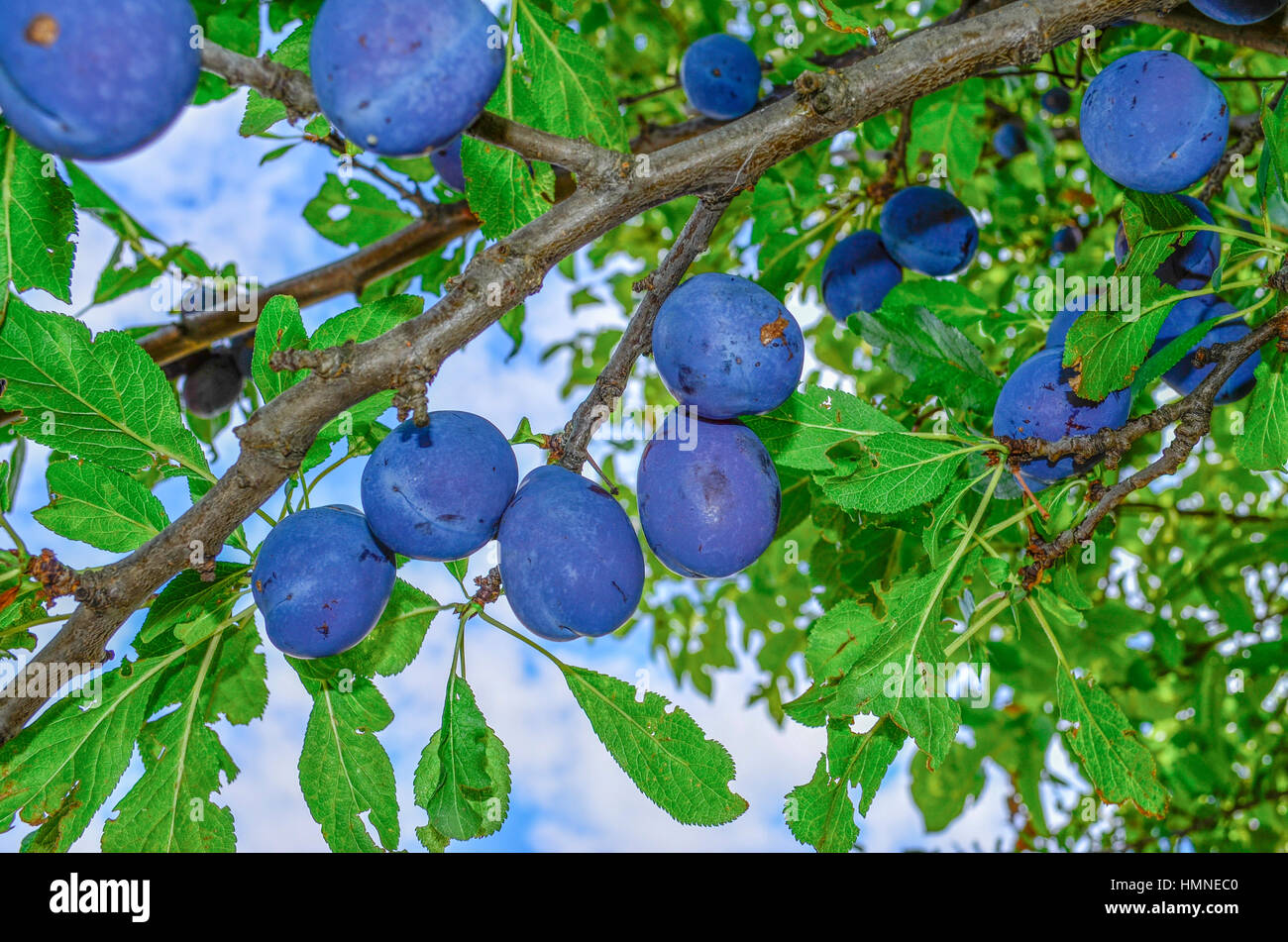 Plum varieties hires stock photography and images Alamy