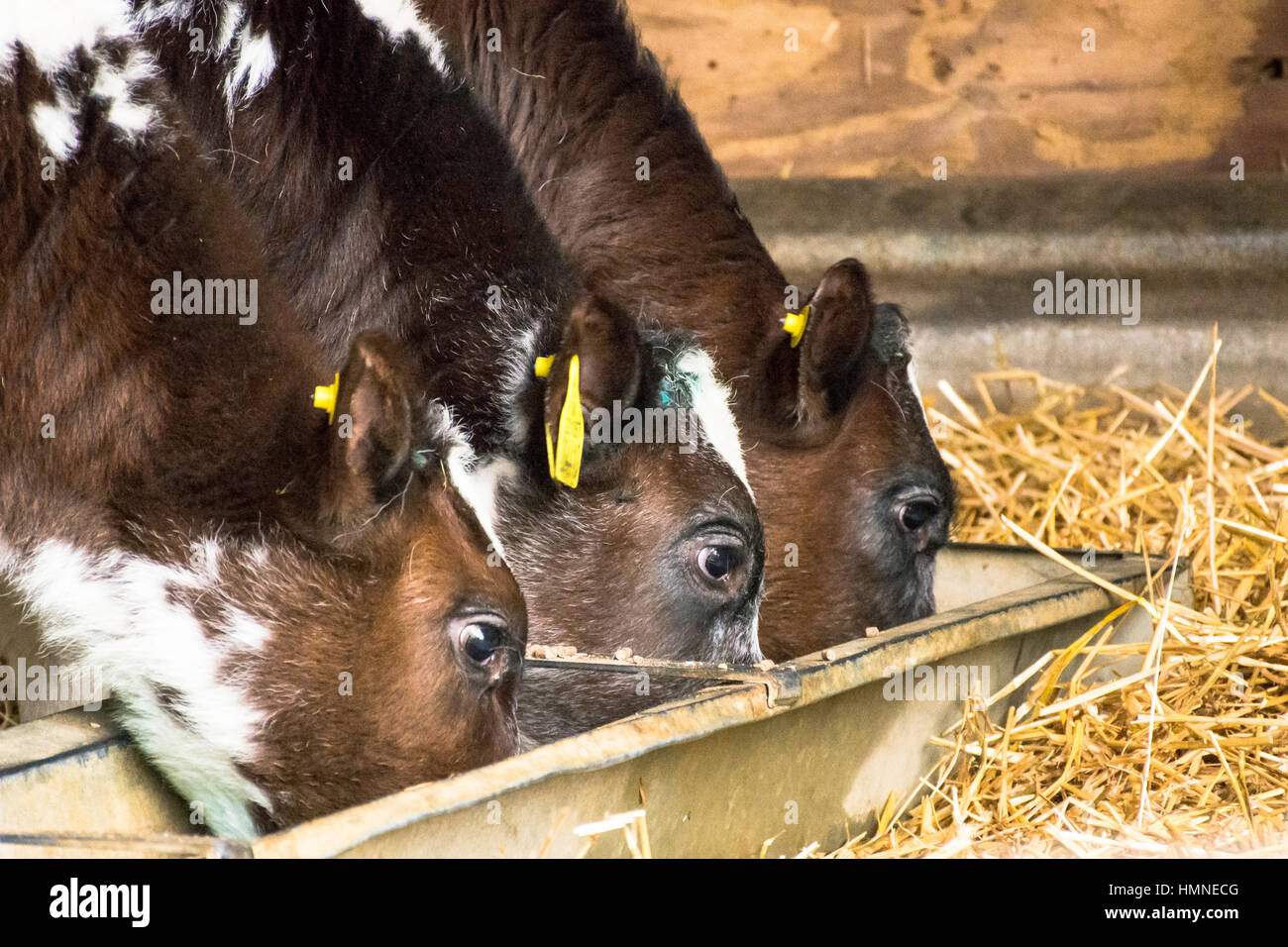 three young calves eating from a feeder on the ground Stock Photo