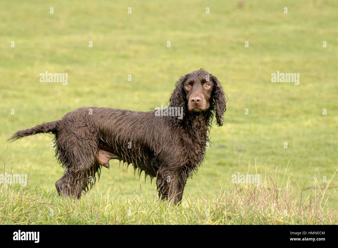 a wet chocolate cocker spaniel Stock Photo