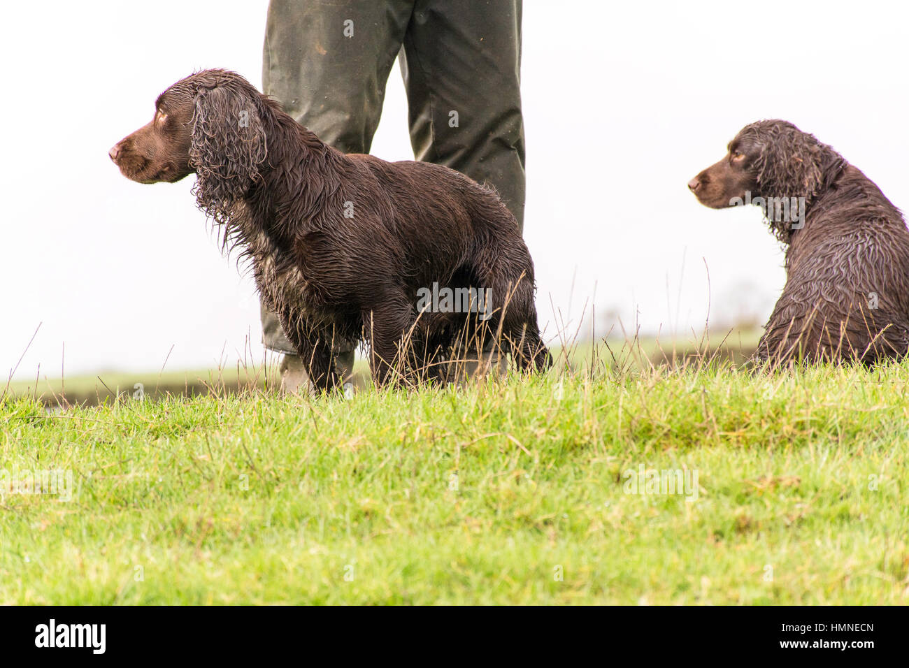 2 wet cocker spaniels waiting intently Stock Photo