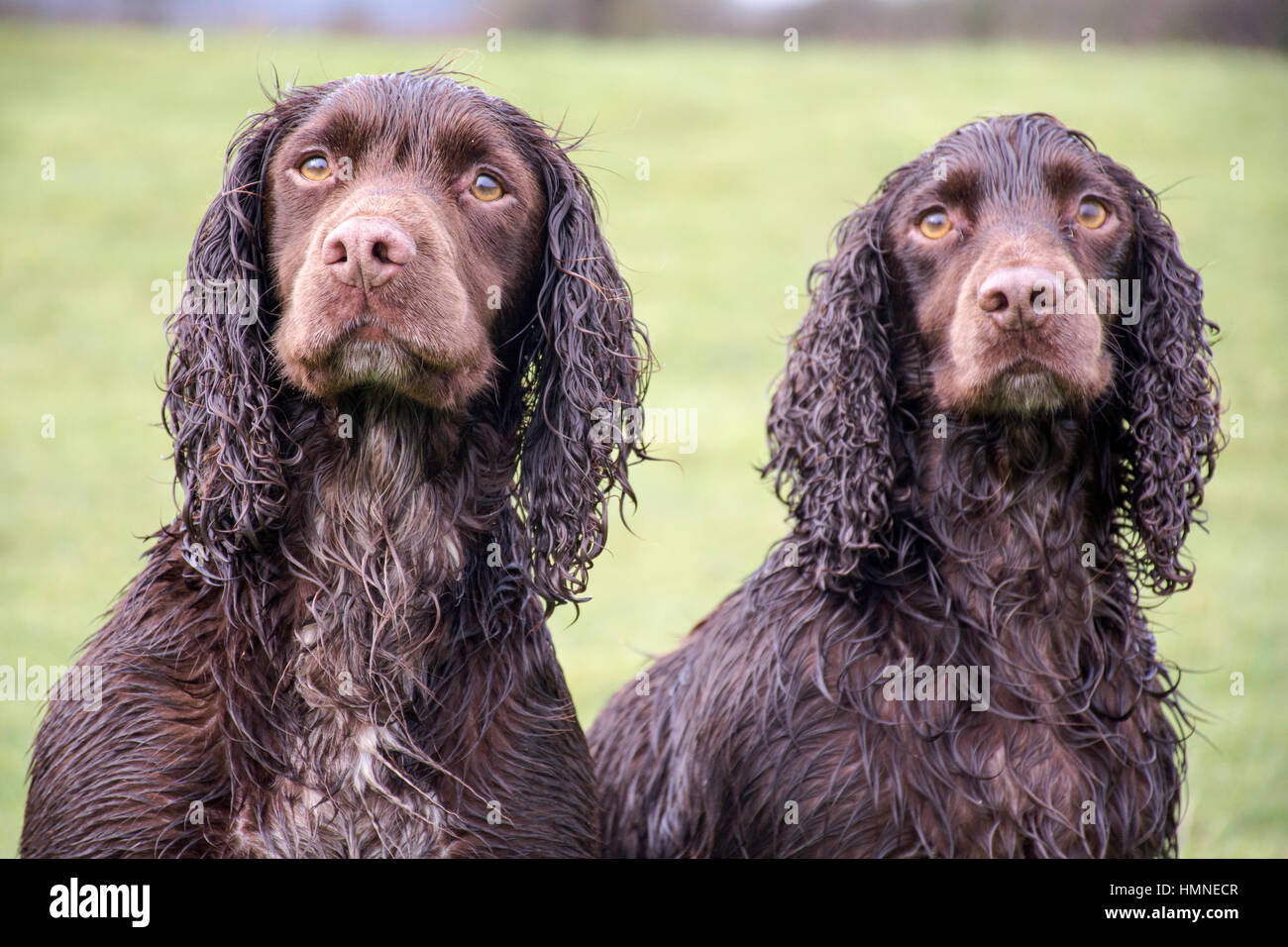 a pair of soggy cocker spaniels Stock Photo