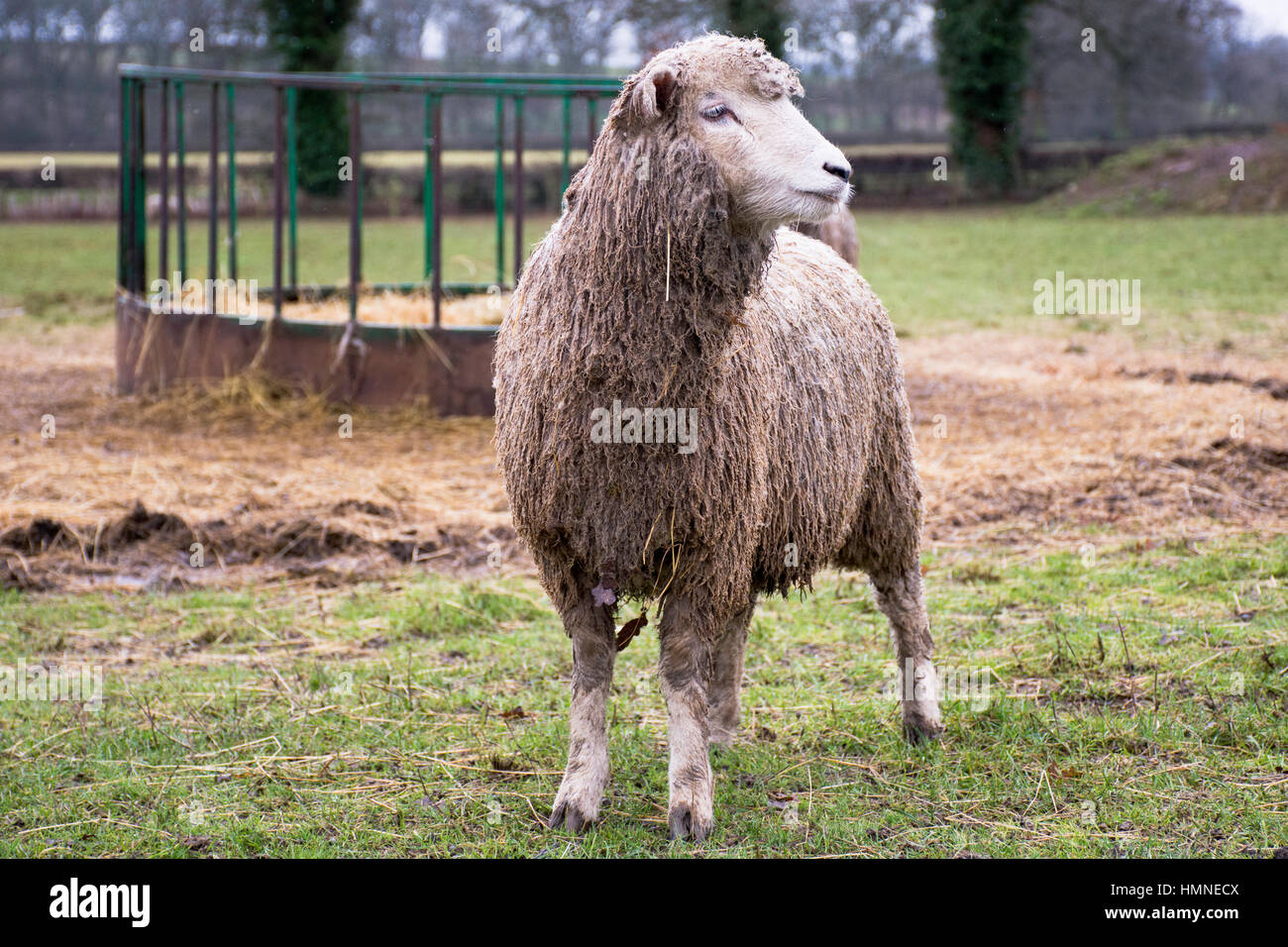 Hay Feeder Stock Photos Hay Feeder Stock Images Alamy