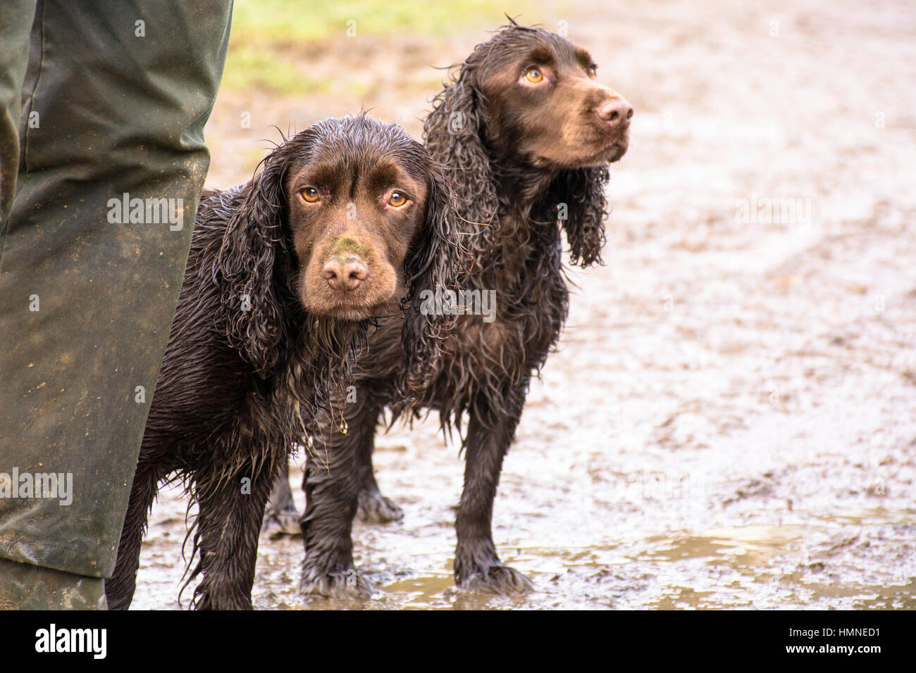 2 wet cocker spaniels standing behind owner Stock Photo
