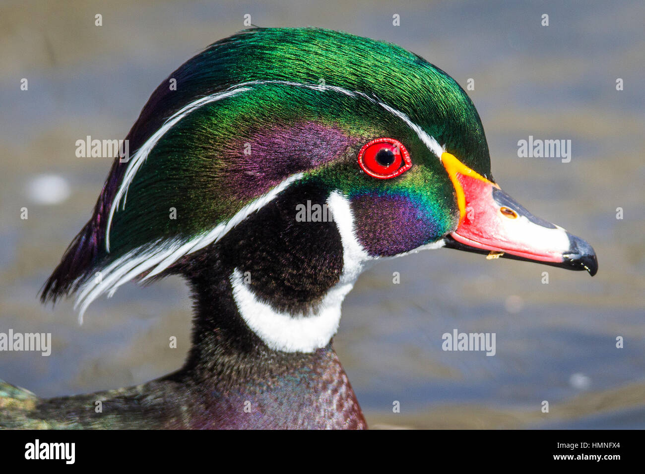Male wood duck, Aix sponsa, swimming in lake Northern Utah, USA Stock