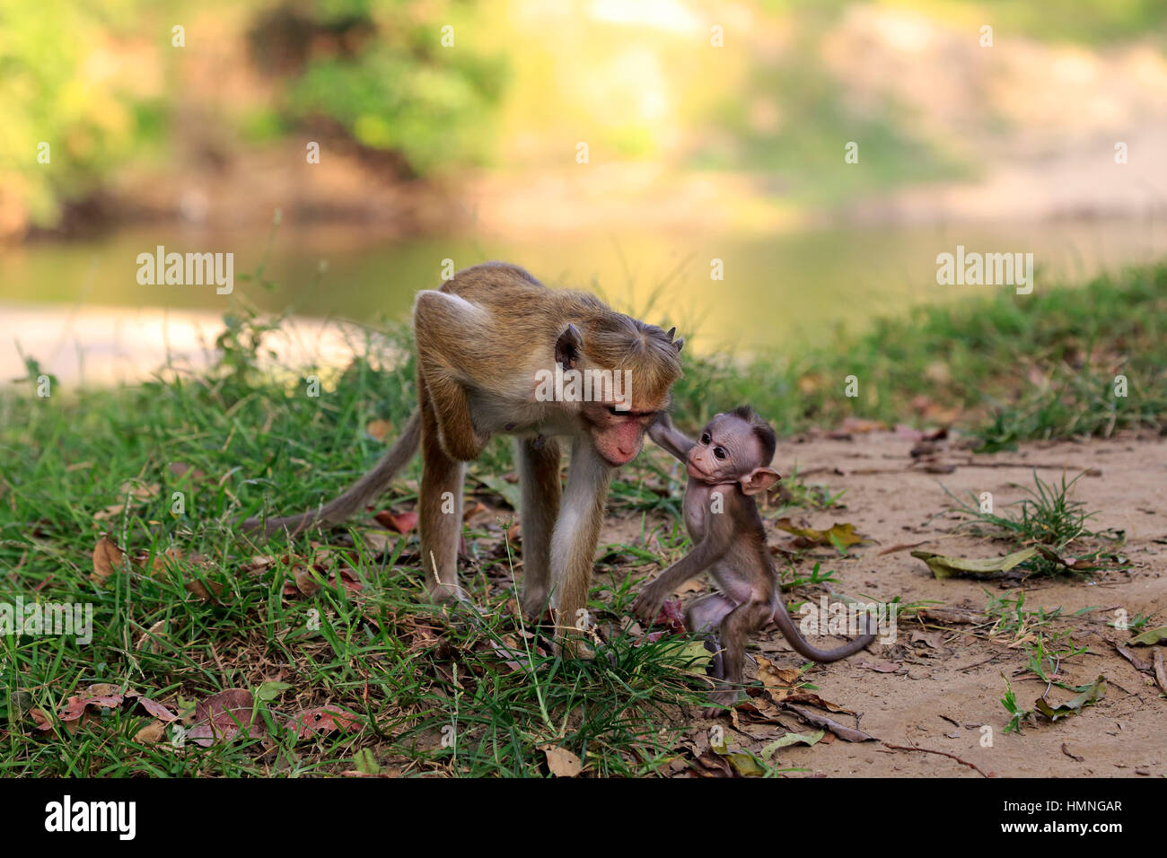 Red Monkey, Macaca sinica), mother with young, Yala Nationalpark, Sri Lanka, Asia Stock Photo