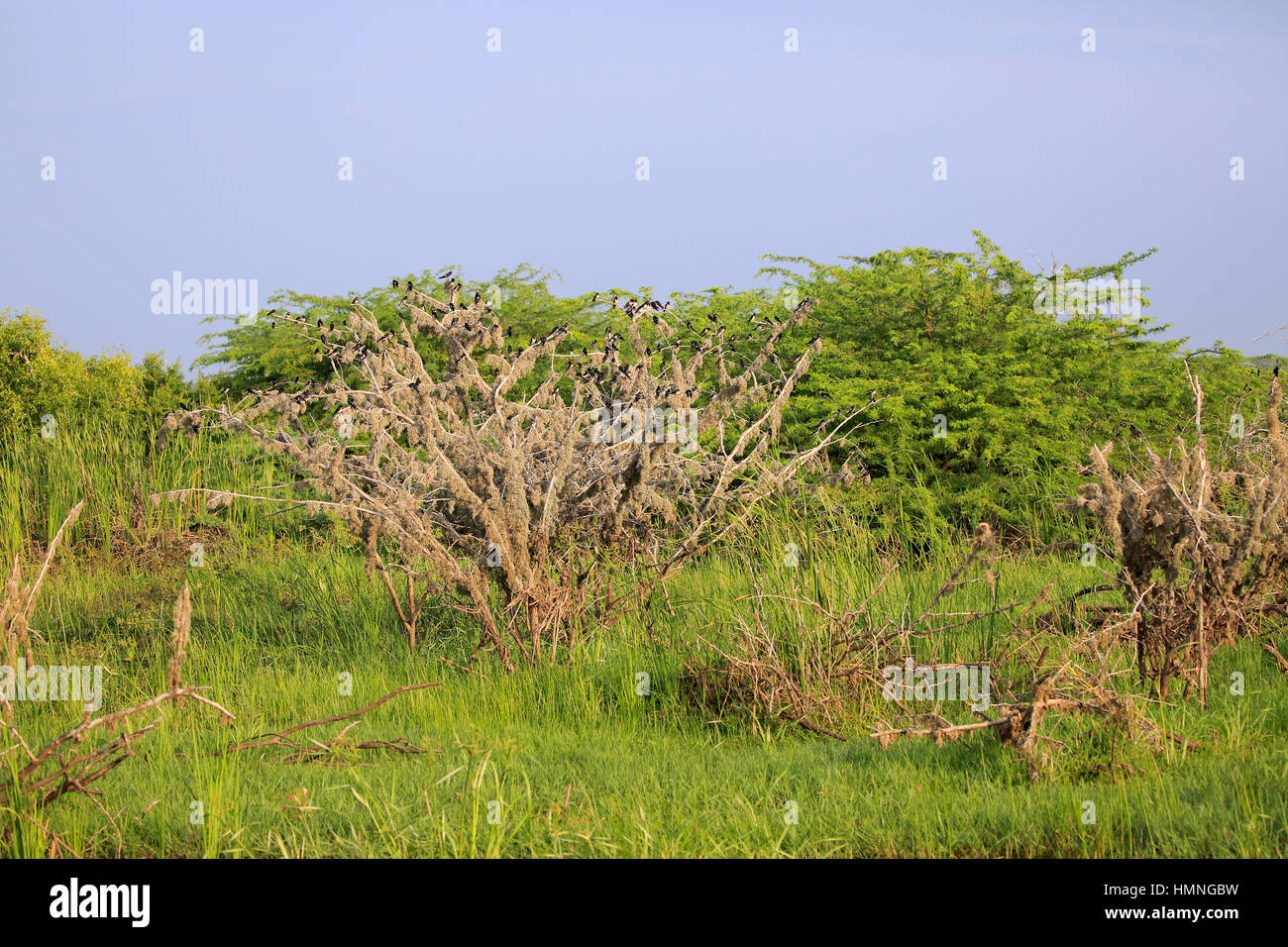 Barn Swallow Hirundo Rustica Swarm In Winter Habitat Bundala