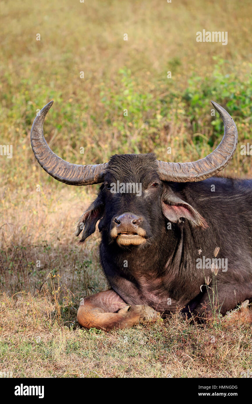 Wild Water Buffalo, (Bubalus arnee), adult male resting portrait, Yala Nationalpark, Sri Lanka, Asia Stock Photo