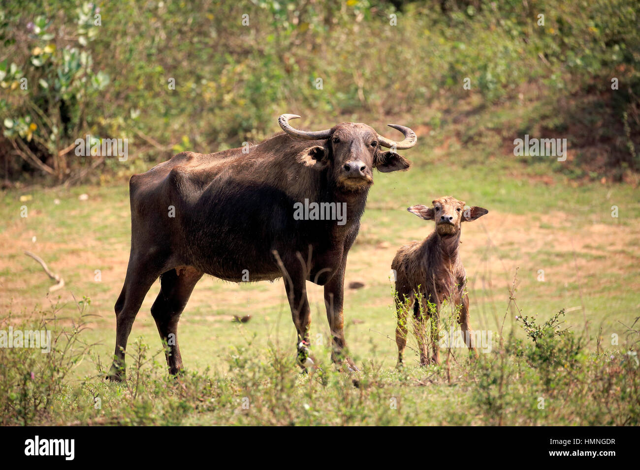 Wild Water Buffalo, (Bubalus arnee), female with young, Udawalawe Nationalpark, Sri Lanka, Asia Stock Photo