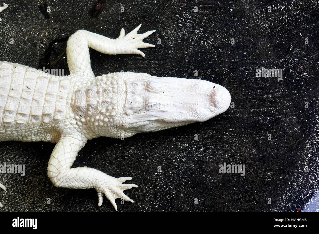 The alligators farm in Saint Augustine, Florida, has an albino crocodile. Stock Photo