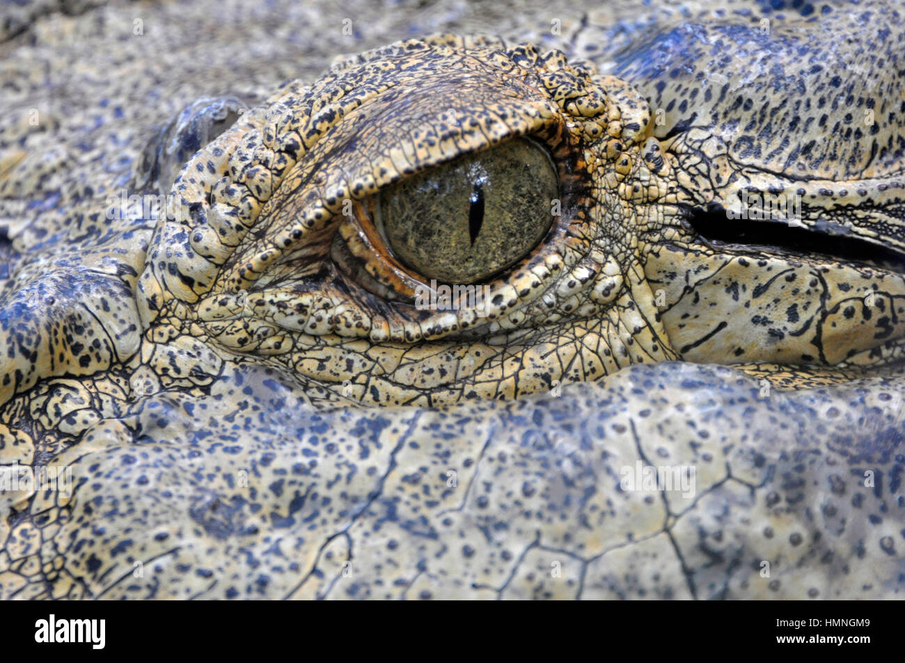 Close-up of a alligator's eye in Sant Agustine, Florida, USA Stock Photo
