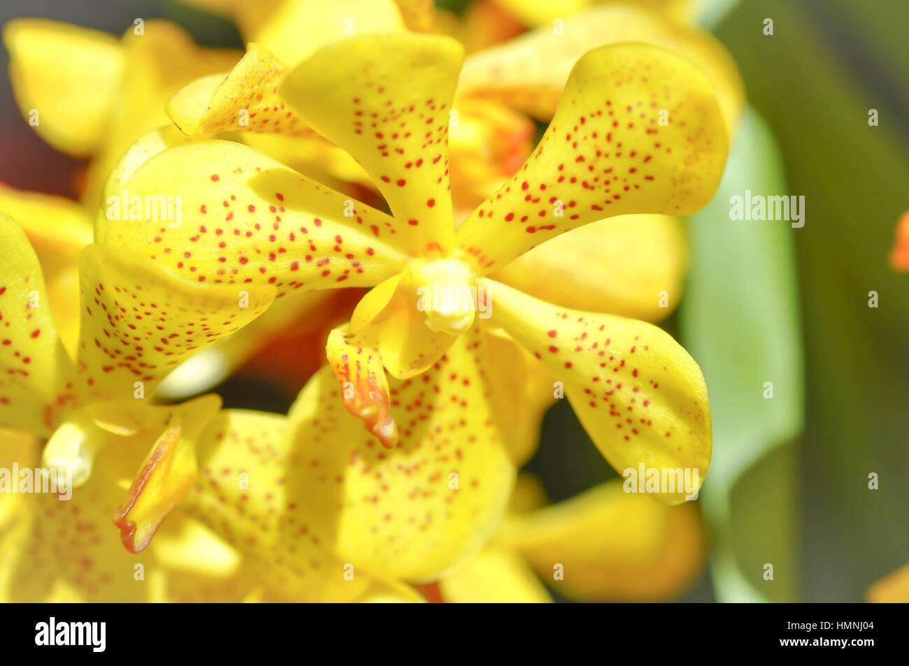 yellow orchid flower or Aerides flabellata Rolfe ex Downie Stock Photo