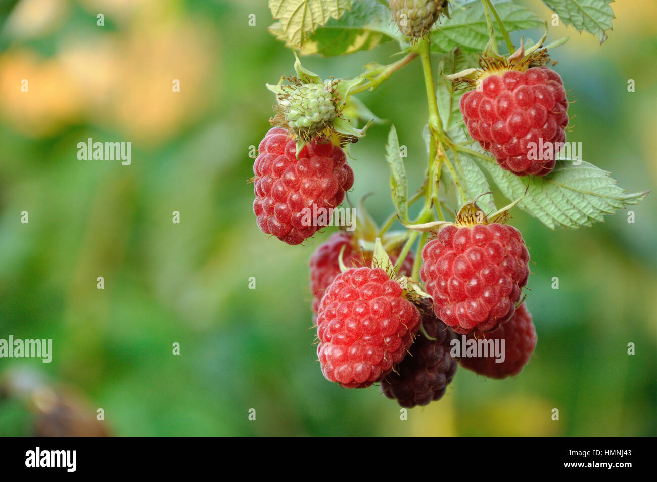 September branch of raspberry with big red ripe berries Stock Photo - Alamy