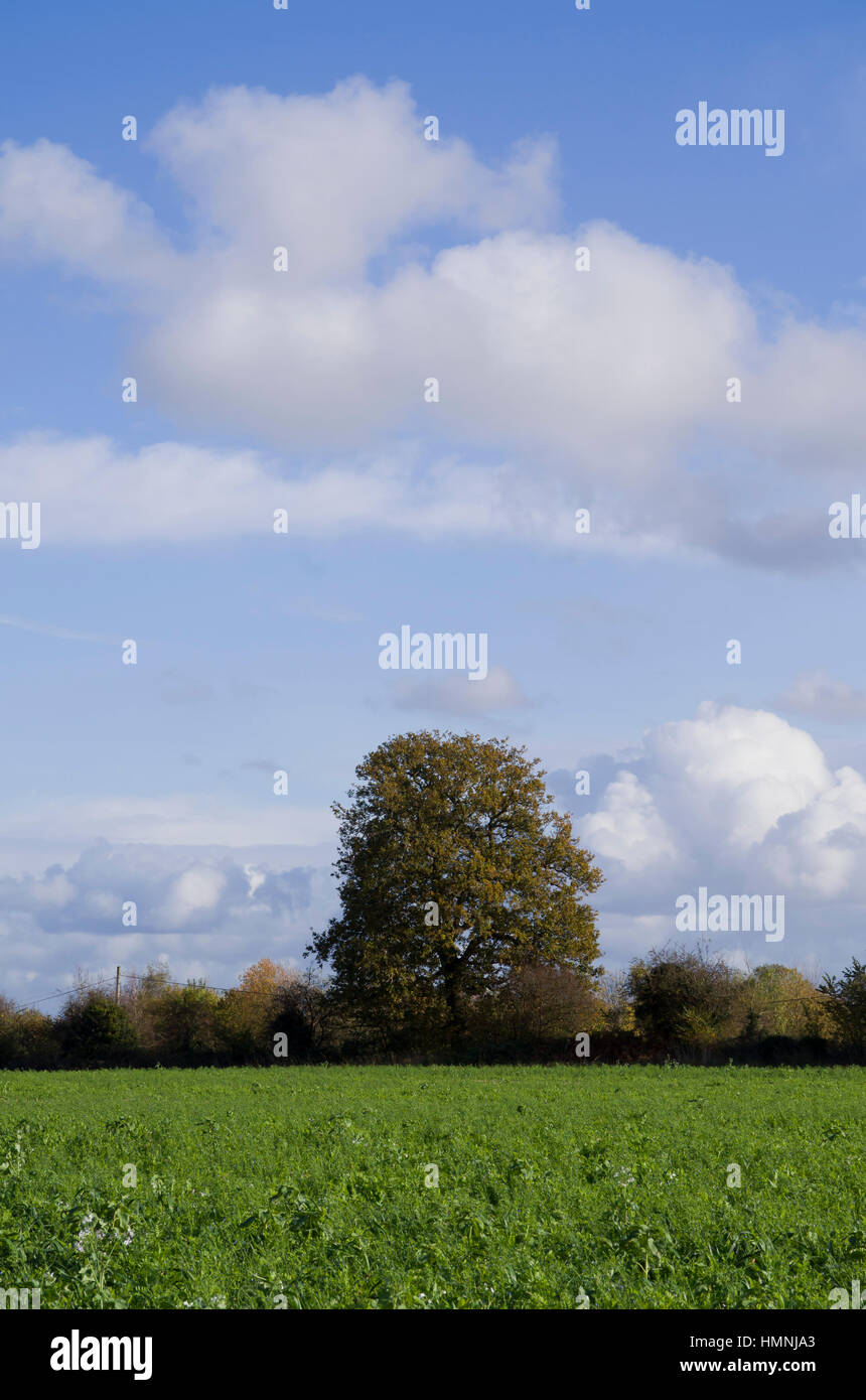 generic english farmland Stock Photo Alamy