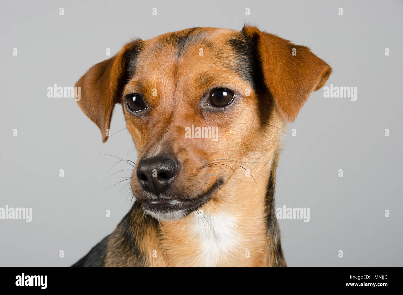 Jackshund (cross between a Jack Russell Terrier & a dachshund), female, 17 months old, UK. Stock Photo