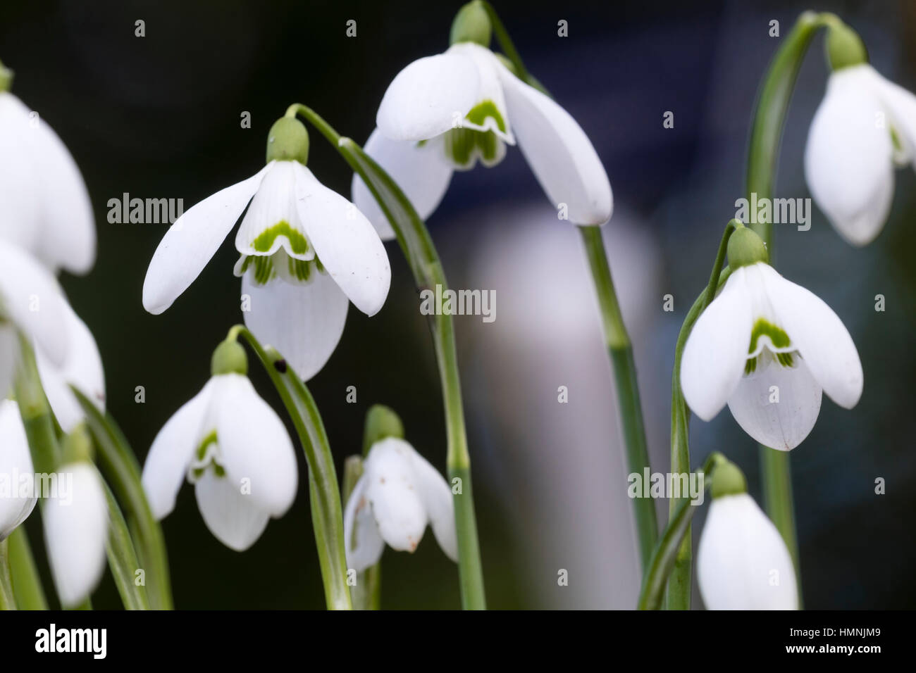 February flowers of the vigorous form of the snowdrop, Galanthus