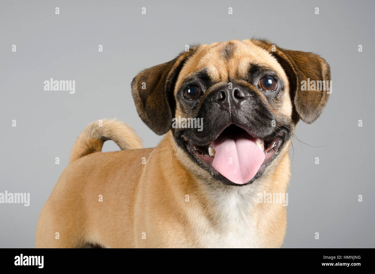 Pugalier (pug and a cavalier king charles spaniel hybrid), puppy, UK Stock  Photo - Alamy