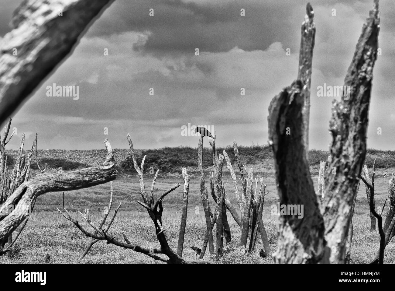 Nature reclaiming its hold on the land Stock Photo