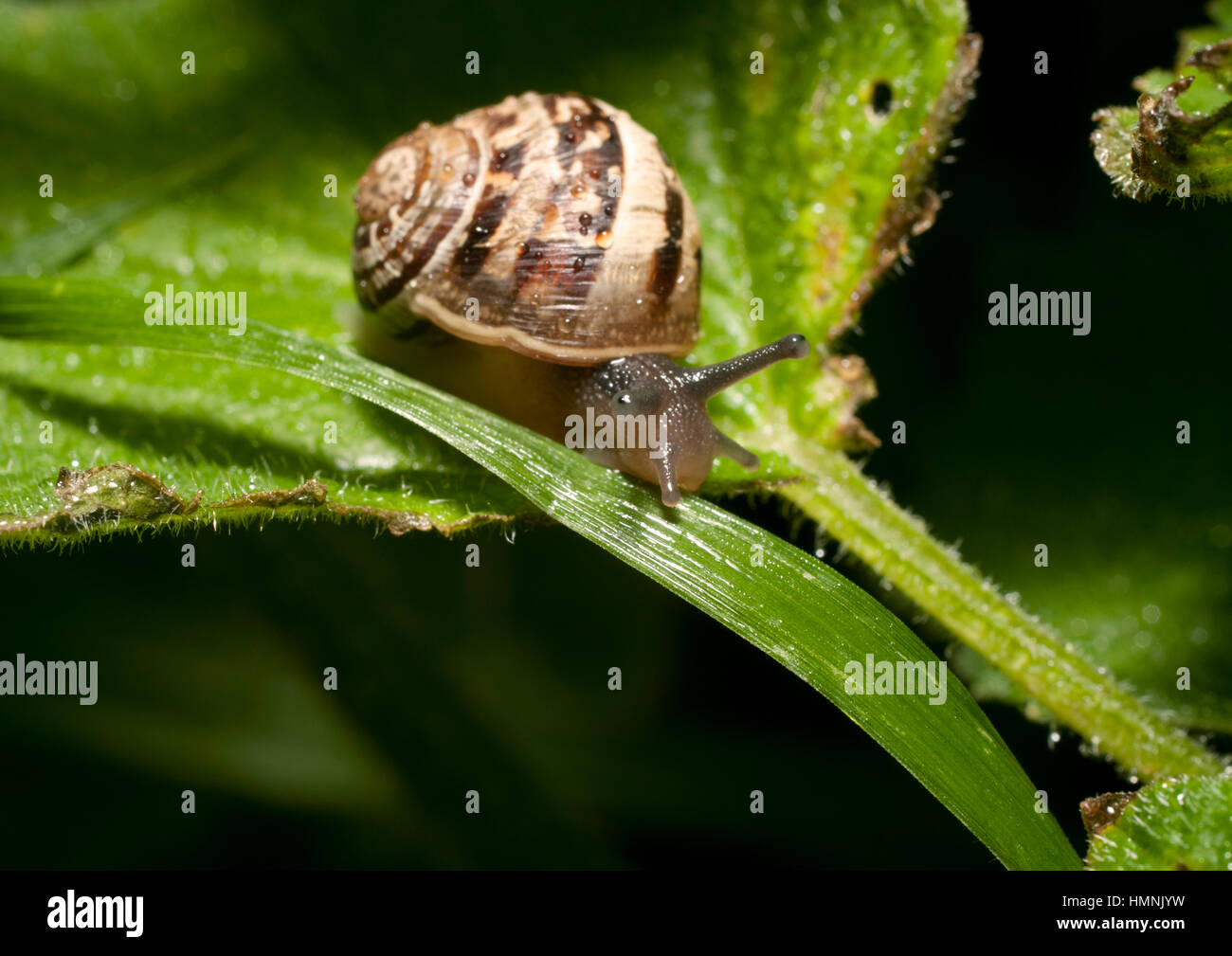 Snail slime trail hires stock photography and images Alamy