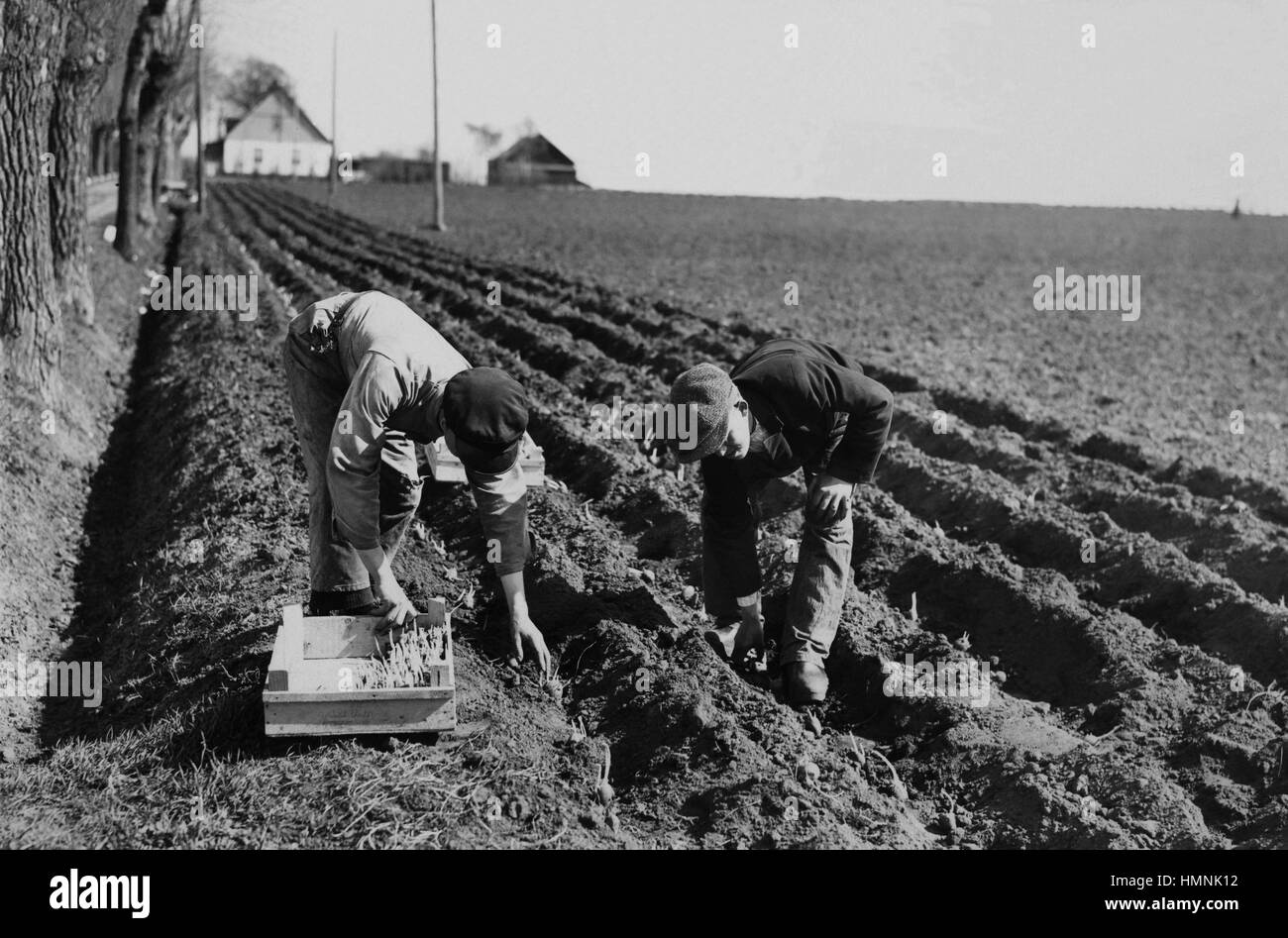 FARMERS are planting potatoes in the spring 1933 in south of Sweden Stock Photo