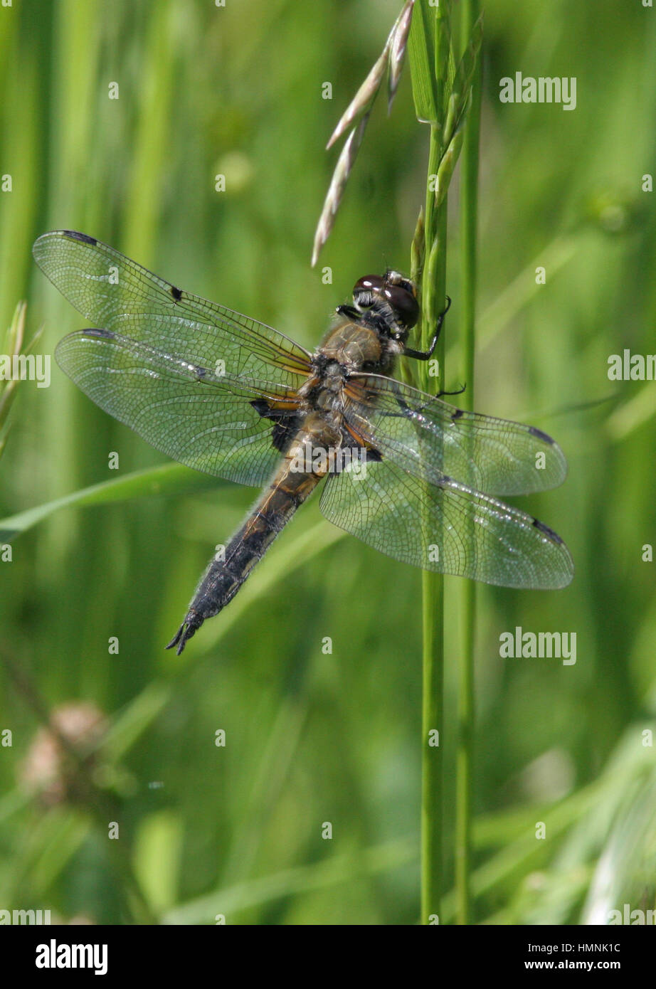 DRAGONFLY in the wild at a blade of grass Stock Photo - Alamy