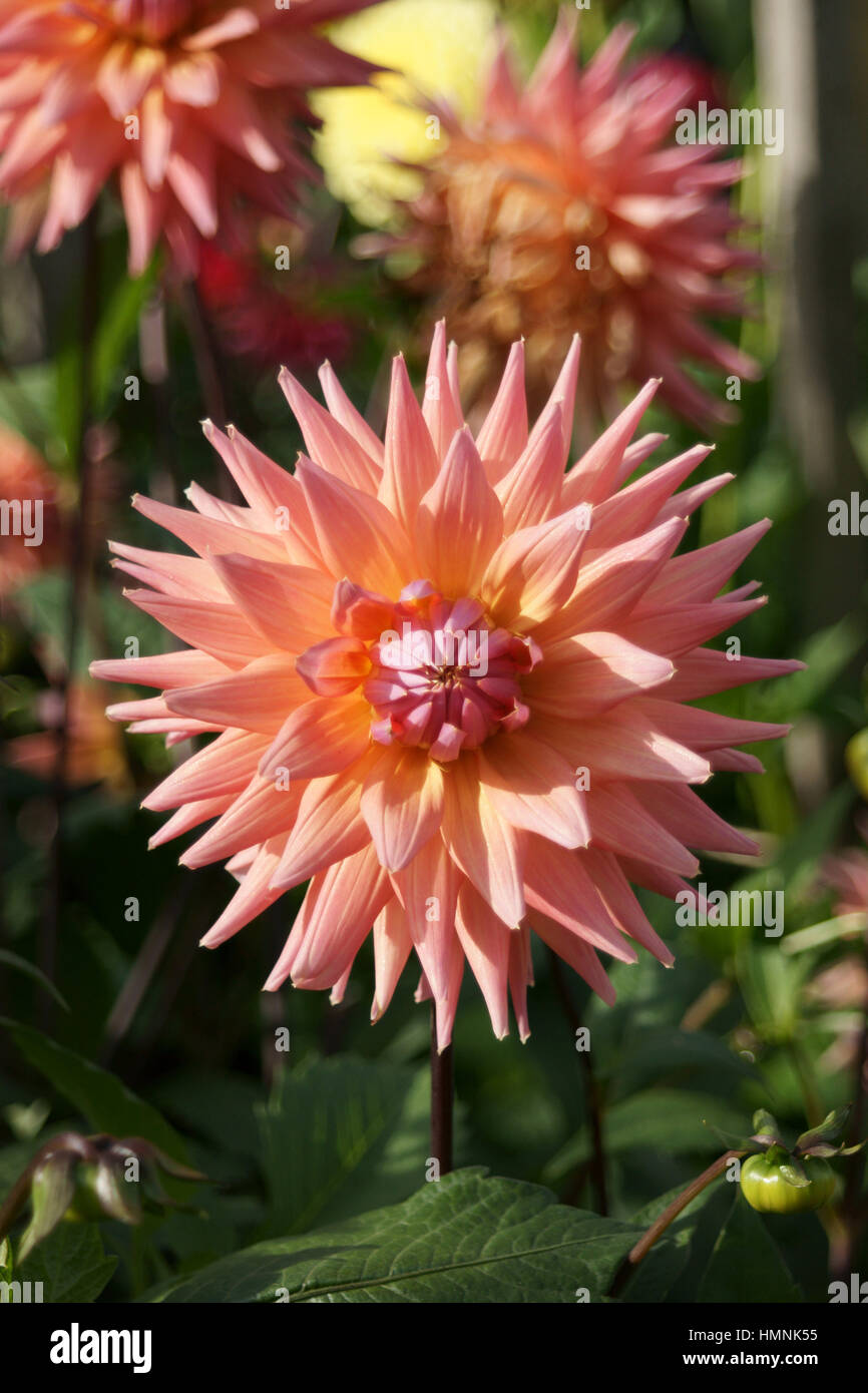 Dahlia 'Peach Delight' Stock Photo Alamy