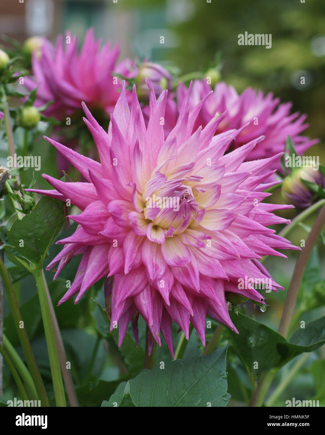 Dahlia pink jupiter hi-res stock photography and images - Alamy