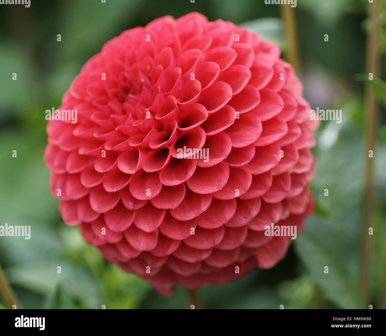 Dahlia 'Raspberry Valliant' Stock Photo Alamy