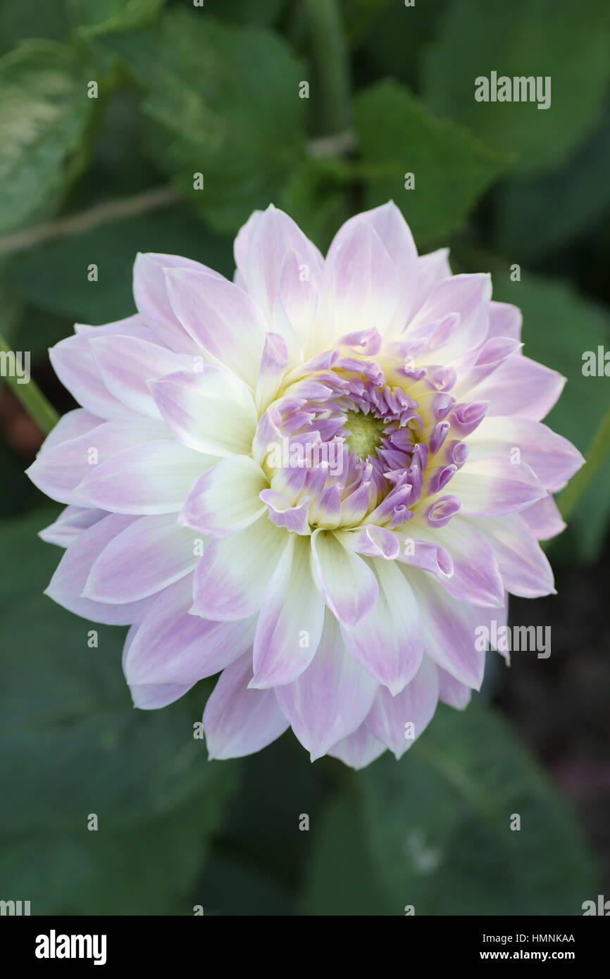 Dahlia 'Ryecroft Rebel' Stock Photo