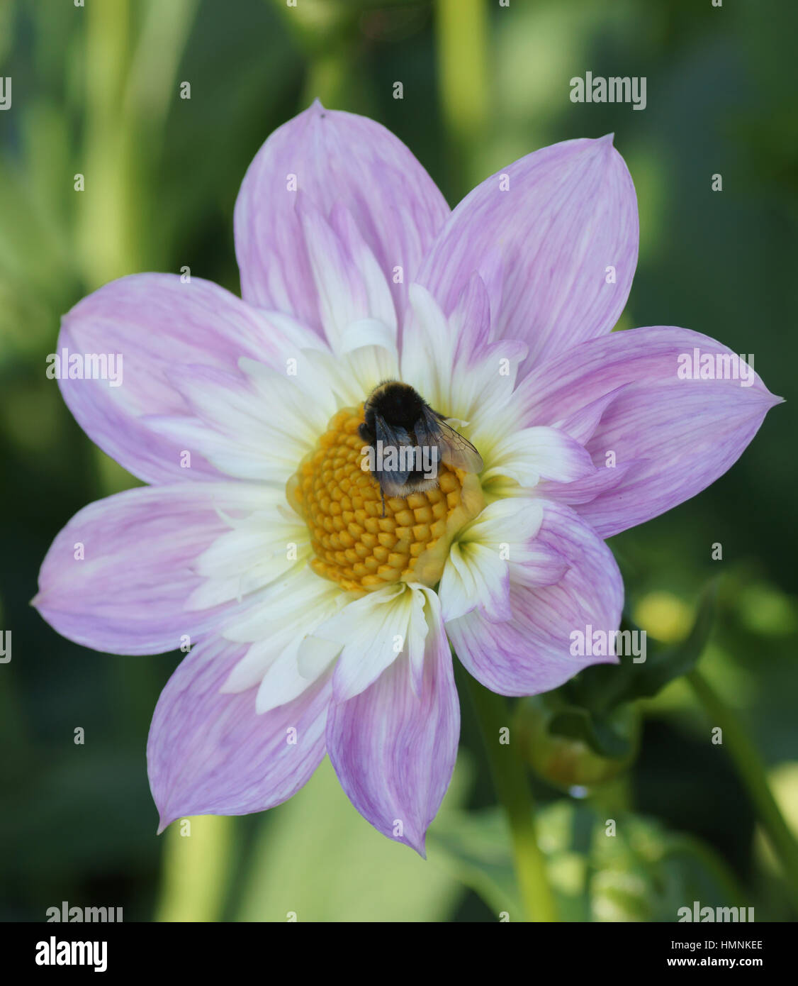 Dahlia ‘Teesbrooke Audrey’ Stock Photo - Alamy