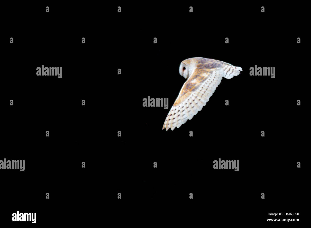 Barn owl hunting at night Stock Photo Alamy