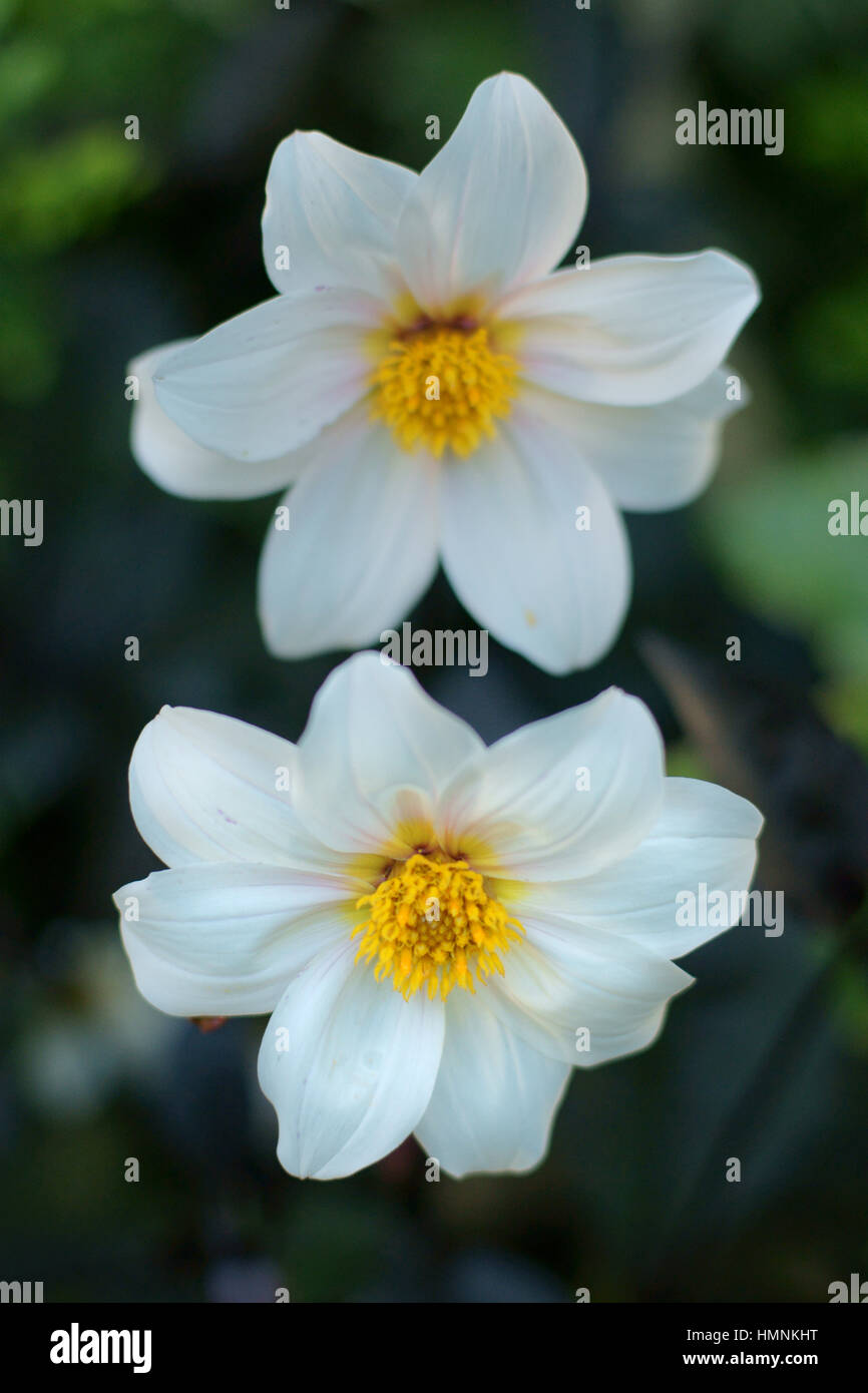 Dahlia 'Twynings after eight' Stock Photo