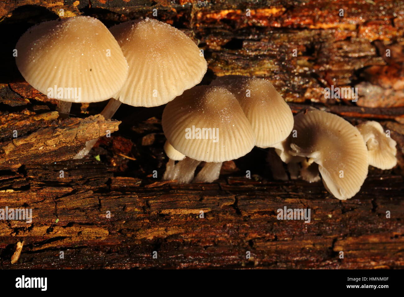 Mycena bonnet mushrooms in frost Stock Photo