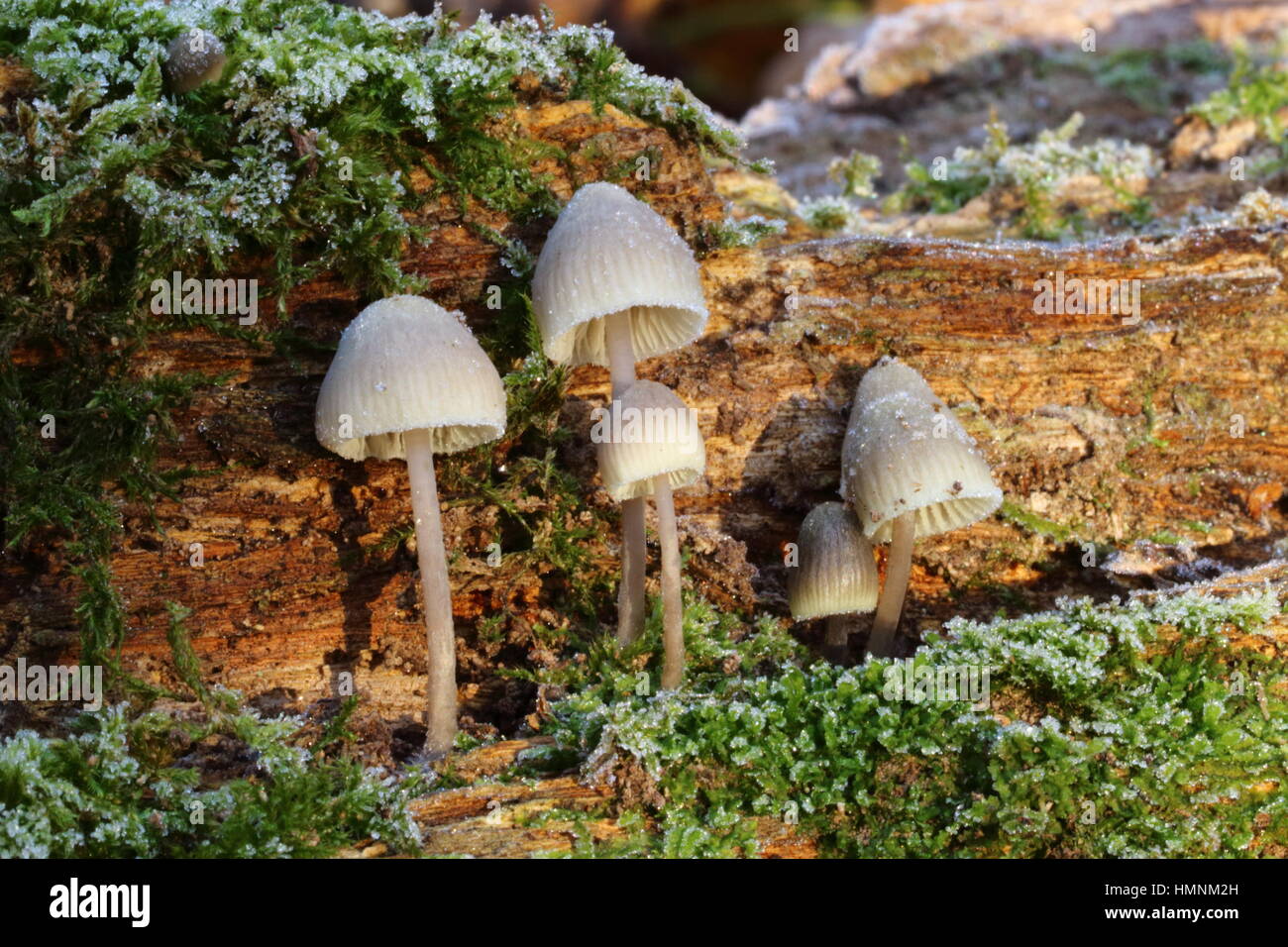 Mycena bonnet mushrooms in frost Stock Photo