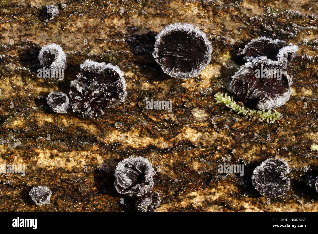 Black Bulgar fungus in frost Stock Photo