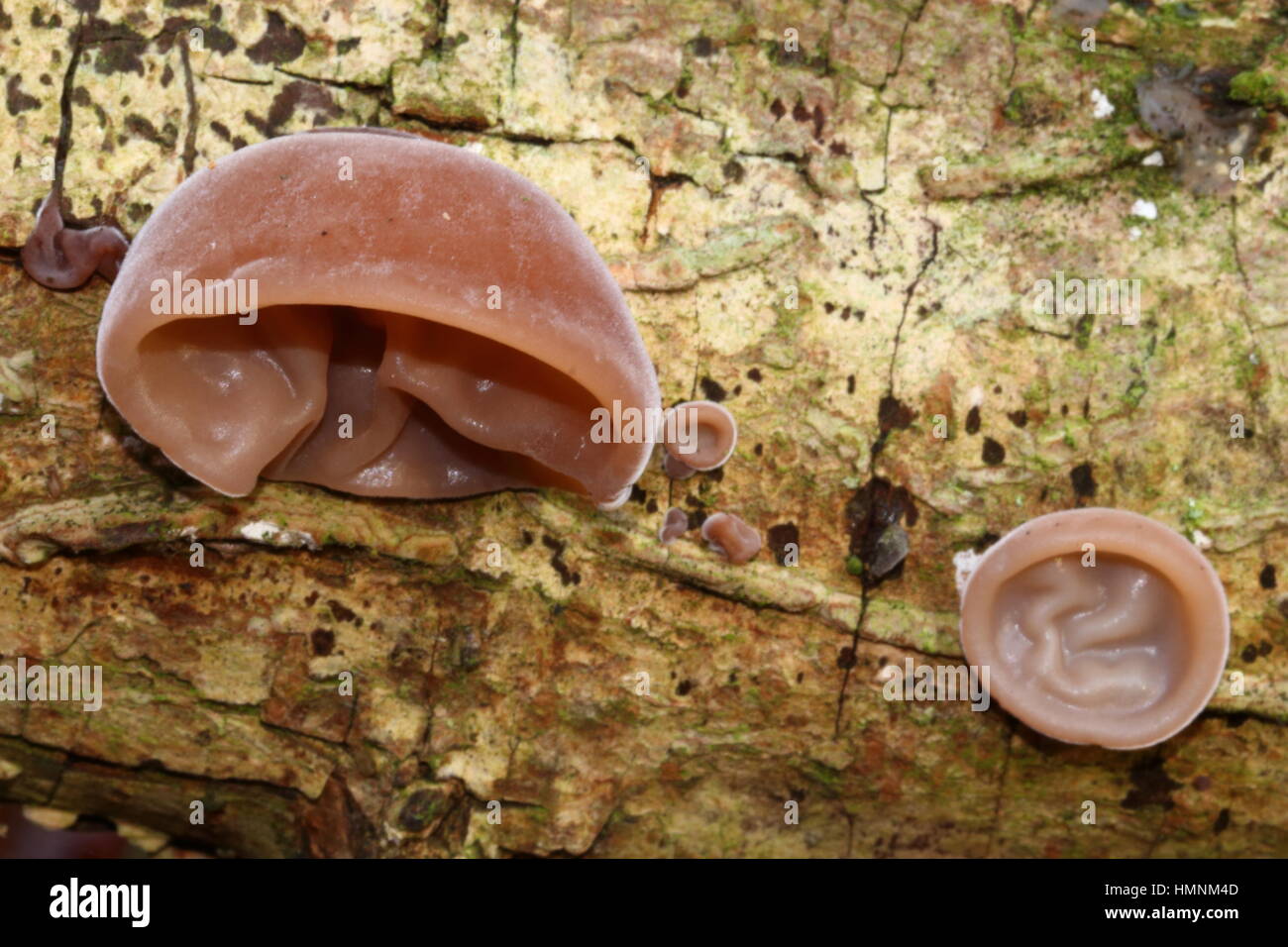 Jelly Ear Fungus Stock Photo