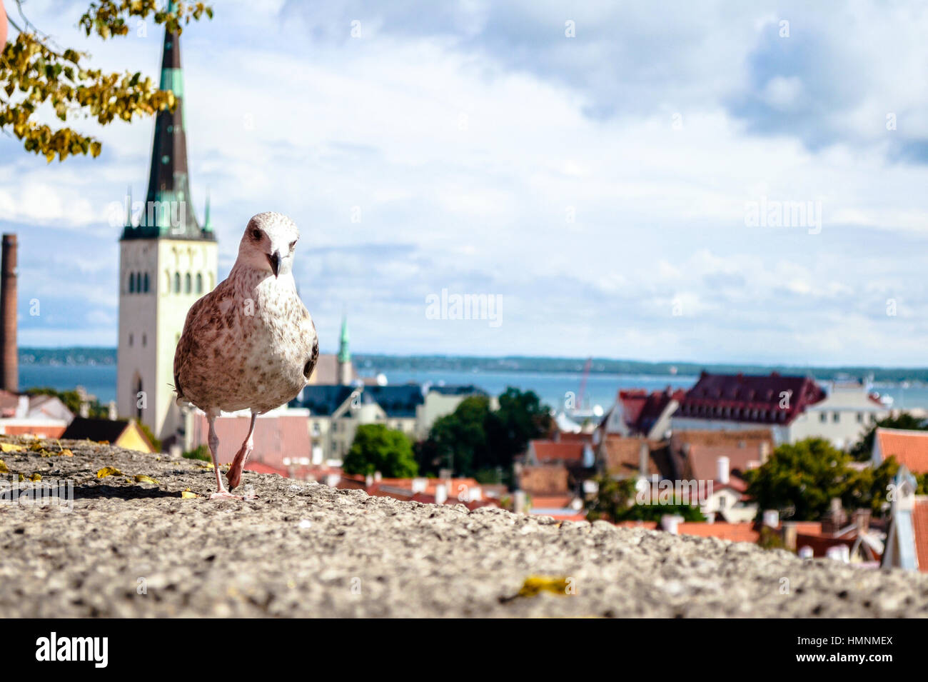 Seagull in Tallinn and the Old Town, Estonia Stock Photo