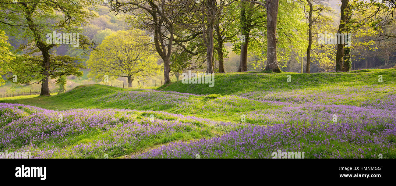 Panoramic image of bluebells at Blackberry Camp Devon UK in early summer. Stock Photo