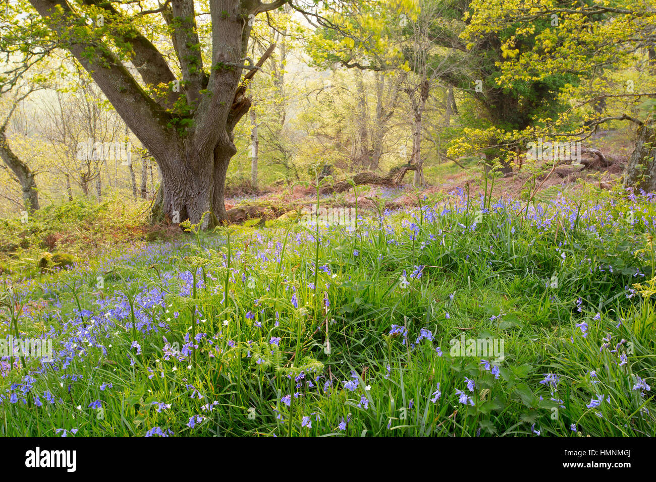 Bluebells in early summer in an English woodland. Uk Stock Photo