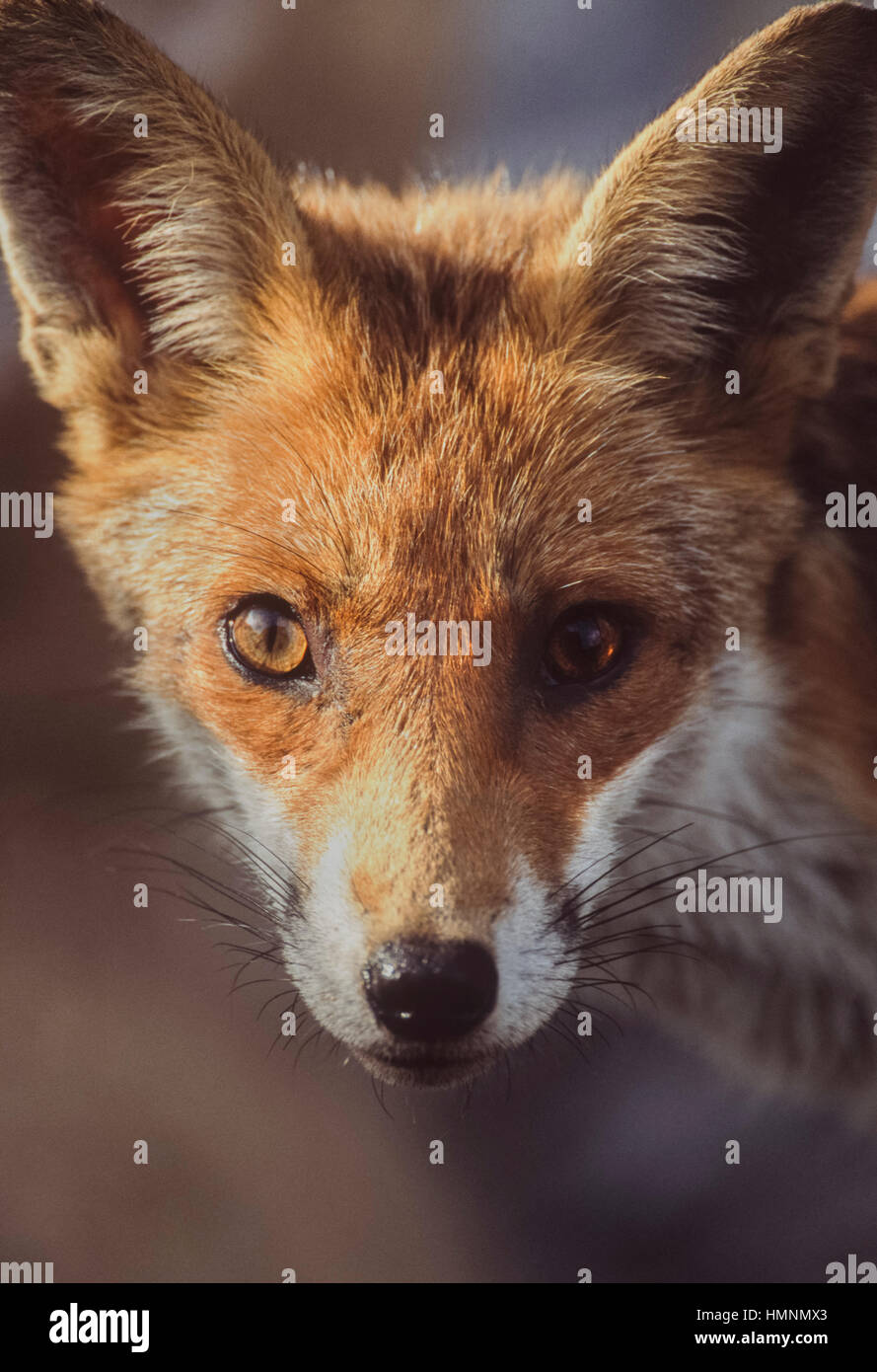 Red Fox Portrait London Hi Res Stock Photography And Images Alamy