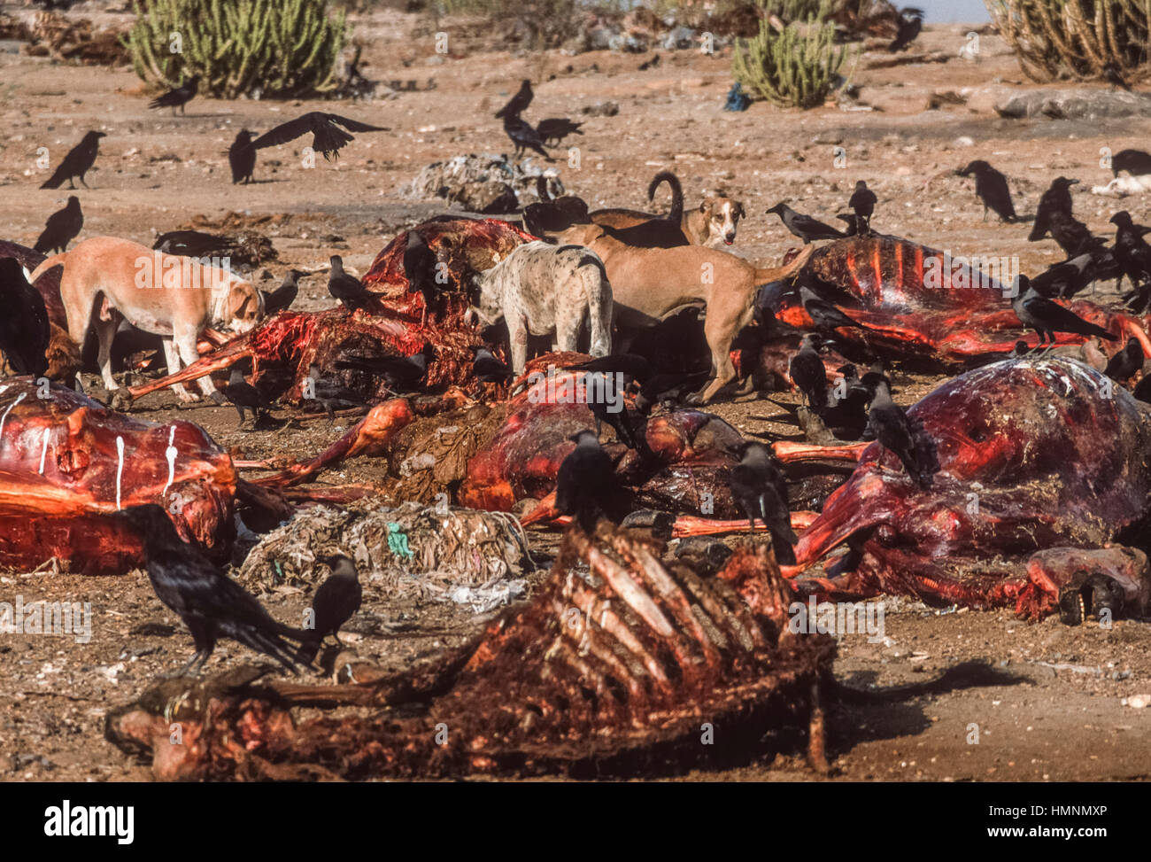 Feral dogs scavenging around an animal waste dump, Rajasthan, India Stock Photo