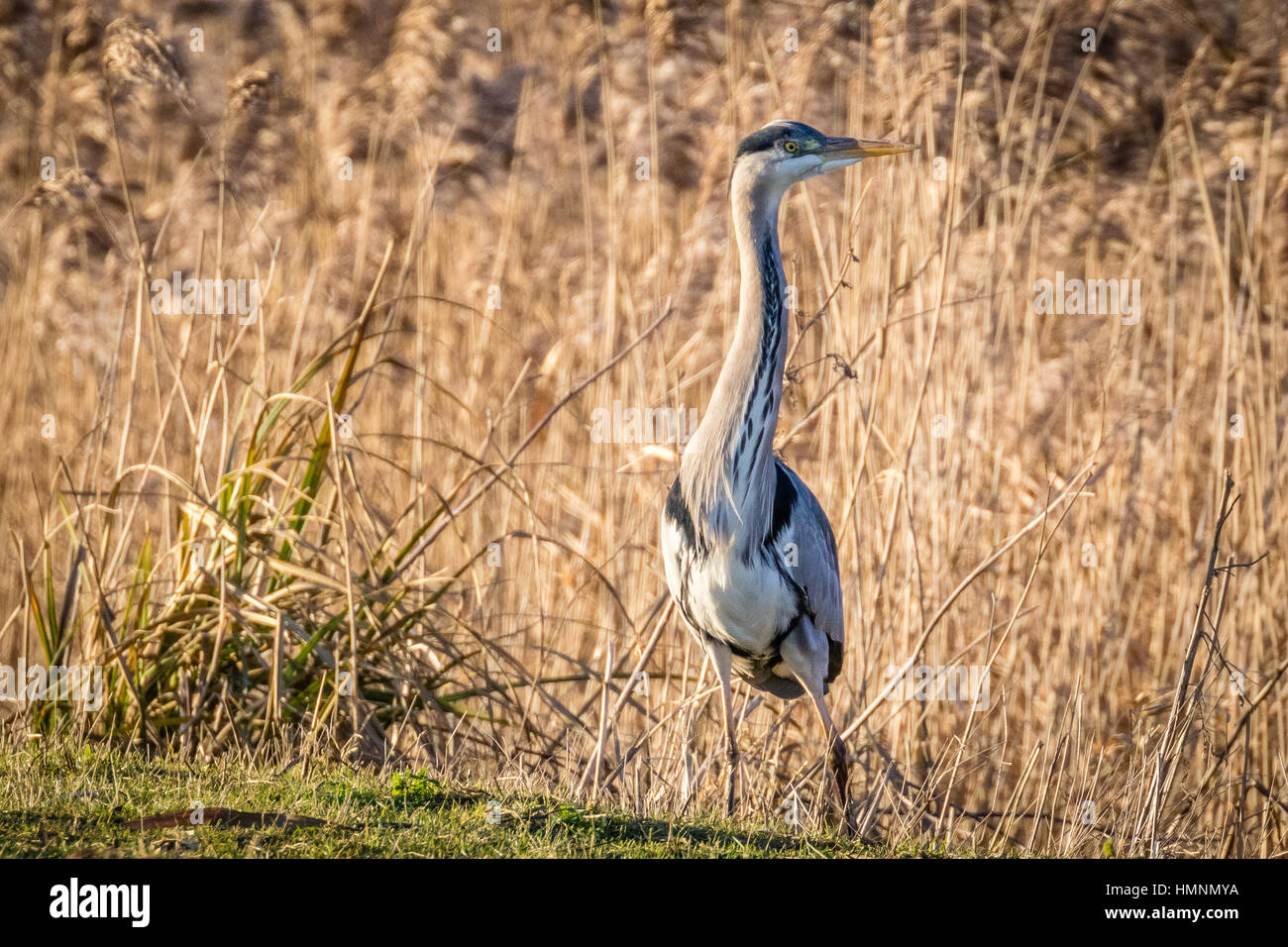 Heron standing on the river bank thinking about his next move. Stock Photo