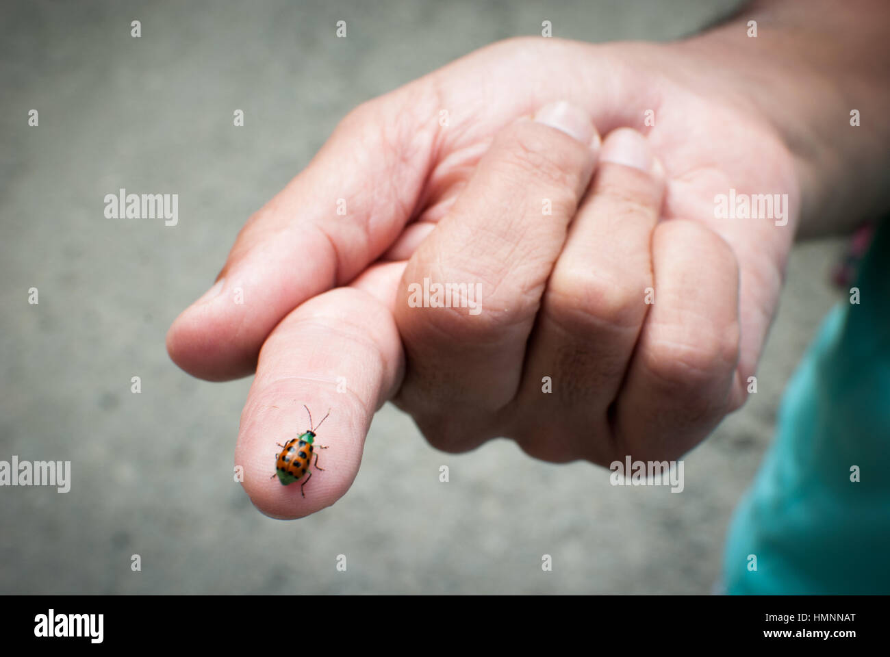 Lady bug on the finger Stock Photo