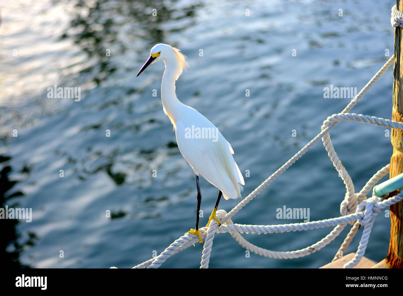 florida salt life Stock Photo Alamy